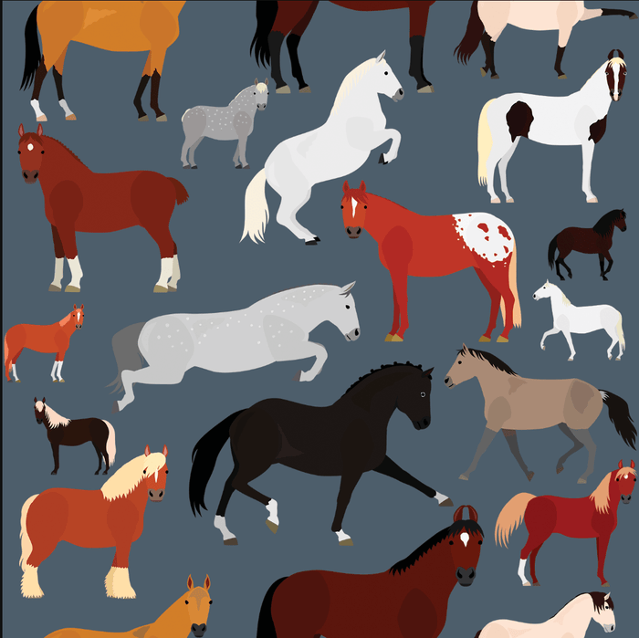 Breeds of the World Pair & a Spare equestrian boot socks, showing the full pattern layout