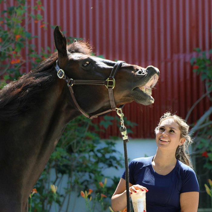 Equitation Tech Short Sleeve Top, equestrian apparel by Dreamers & Schemers