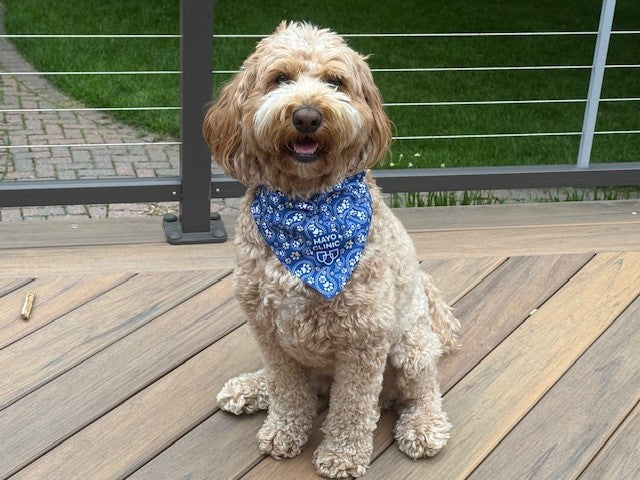 Pet Bandana
